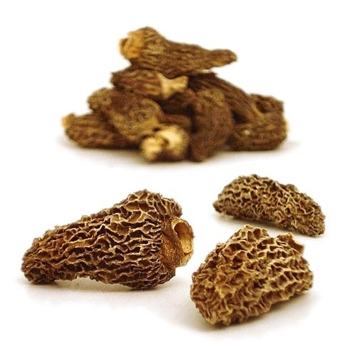 Morel  Mushrooms
