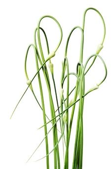 Garlic Scapes