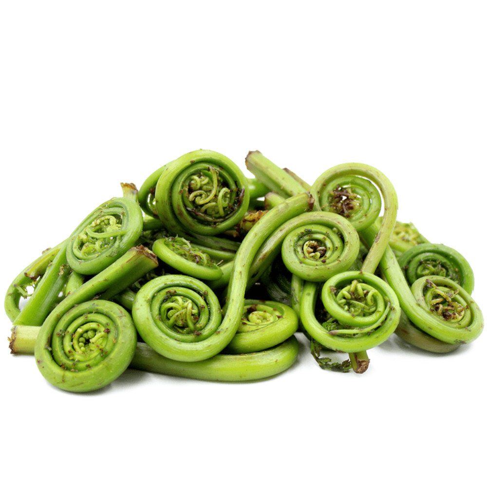 Fiddlehead Ferns