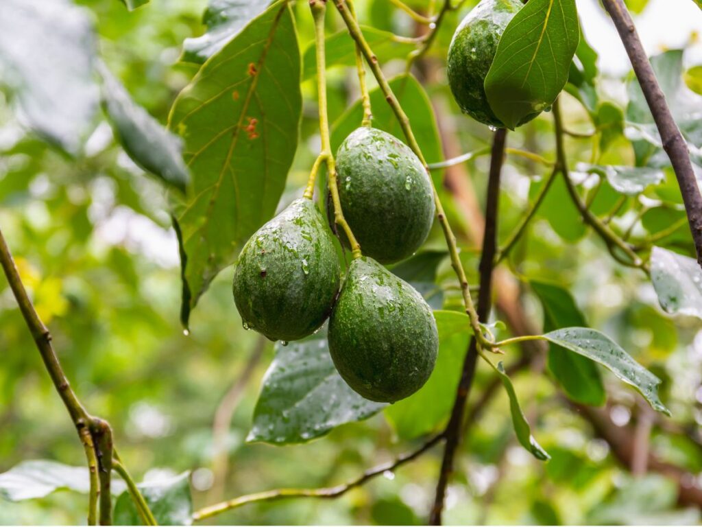 avocado banner Riviera Avocados