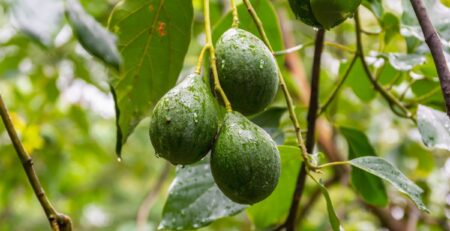 Avocados from Mexico