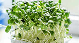 Microgreens & seasonal items Microgreens & seasonal items