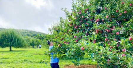 Farm worker harvesting apples at a Northeast farm — seasonal produce sourcing for NYC and NJ restaurants